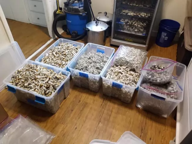 Top strains of drugs with pure quality and discrete delivery, local, express and worldwide 