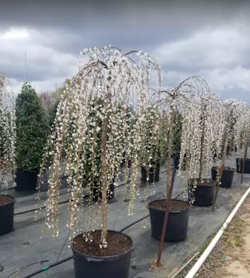 Custom Landscaping  Nursery