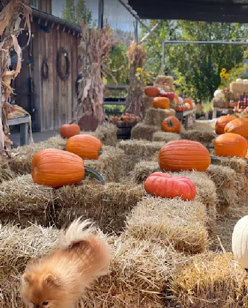 Wildflower Farm Garden Center
