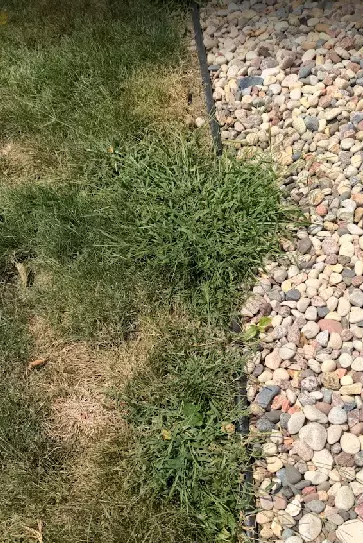 TruGreen Lawn Care