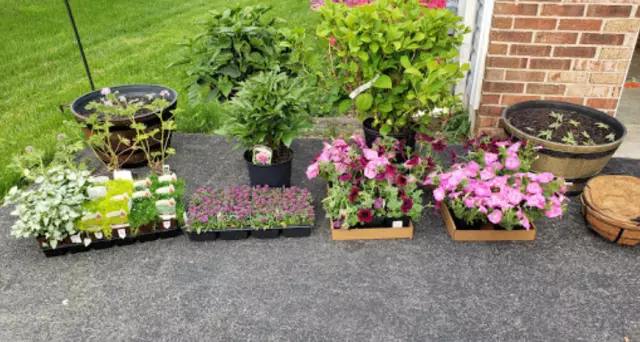 Meadows Farms Nurseries and Landscape