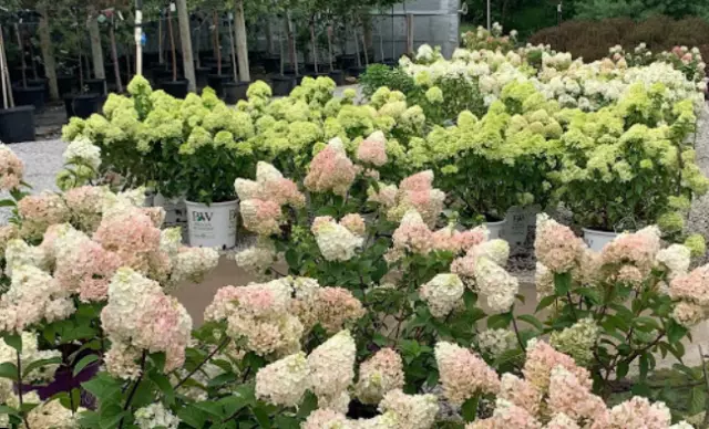 Landmark Nursery and Landscapes