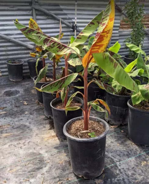 Richards Garden Center, LLC.